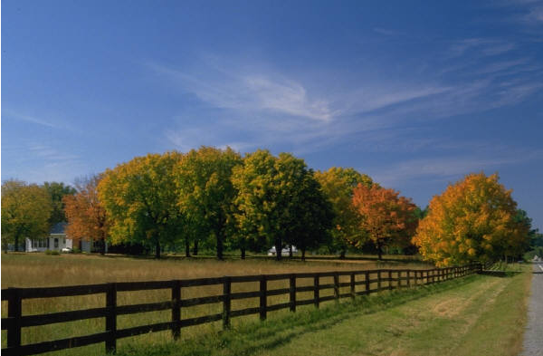 lexington_kentucky_horse_farms_600